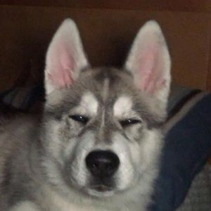 Meet your Posher, Geisel